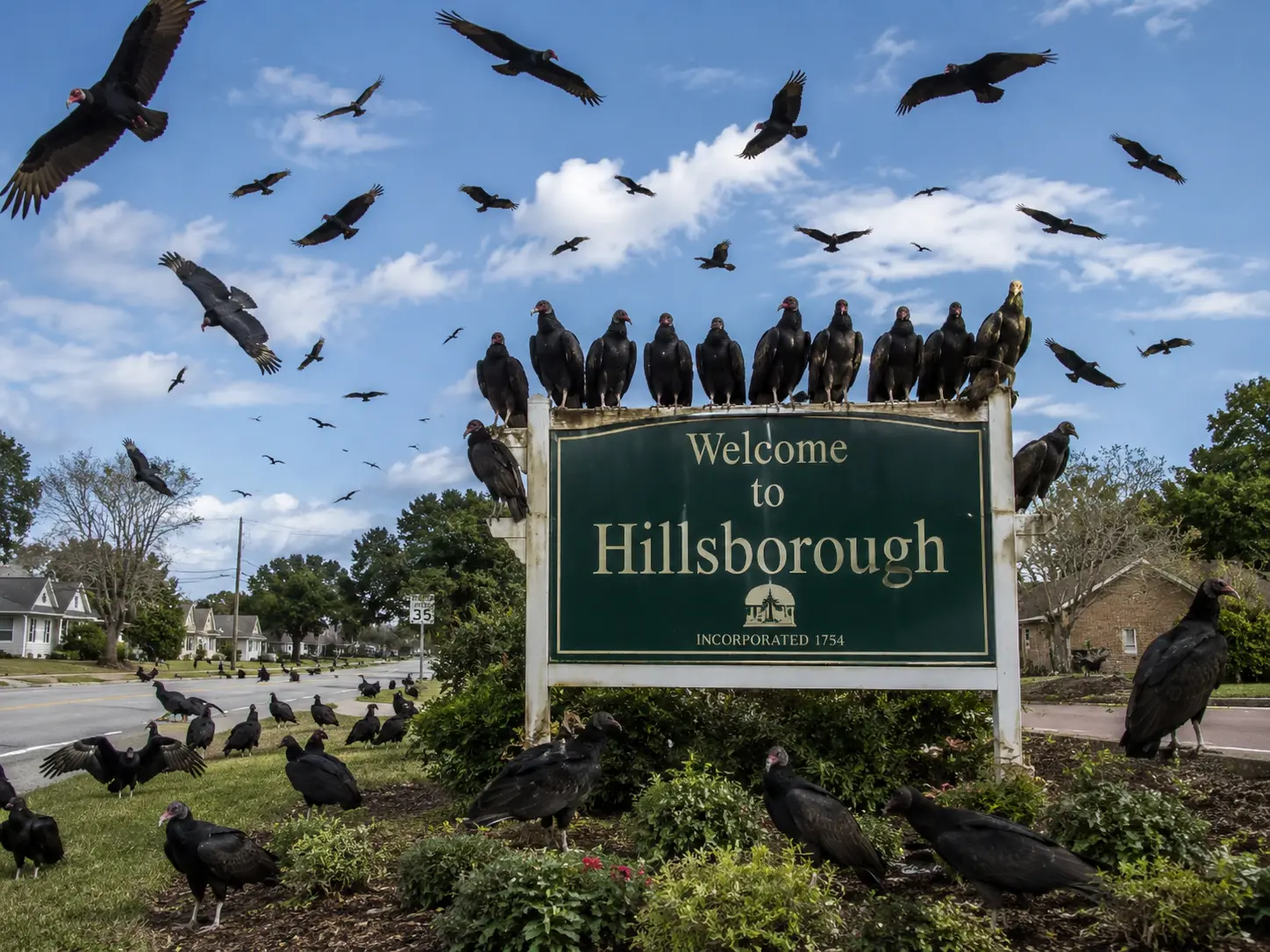 Vultures circling over Hillsborough